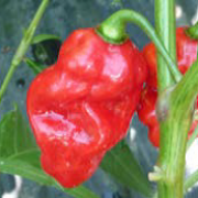 Piment rouge africain