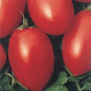 Tomate Rossol VFN